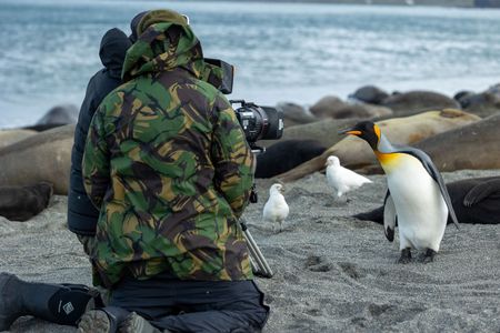 Camera operator Miguel Willis and Producer Director Anthony Pyper are approached by an inquisitive King Penguin. (National Geographic for Disney/Robin Hoskyns)