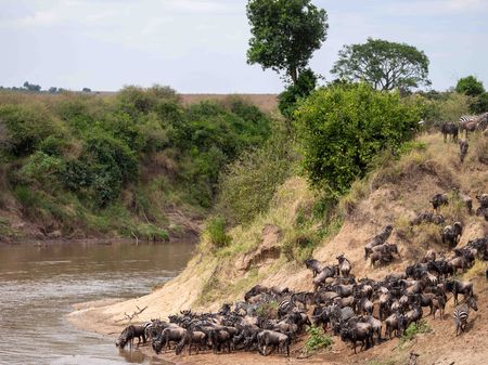 Wildebeest and zebras begin the infamous Mara River crossing in Maasai Mara, Kenya. (National Geographic for Disney/David Chancellor)