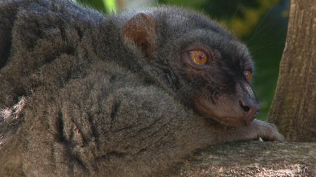 Brown lemur dozing on branch after licking millipede in Madagascar. (Getty Images)