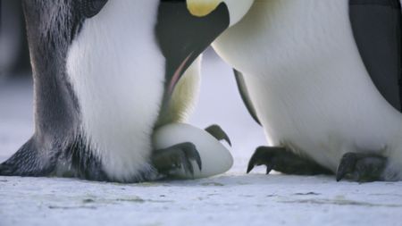 Close up of an Emperor Penguin egg.  (credit: National Geographic)