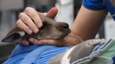 A joey being held. (EQ Media Group/Jackie Munro)