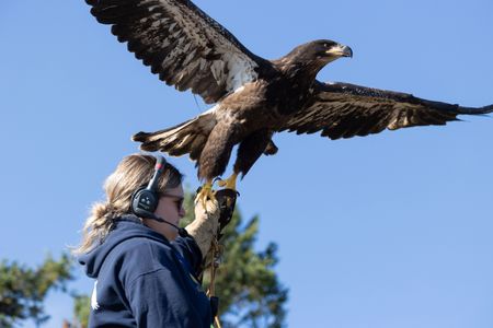 Senior Bird Trainer Morgan Bryson works with juvenile bald eagle 'King Baby.' (National Geographic for Disney/Maia Sherwood-Rogers)