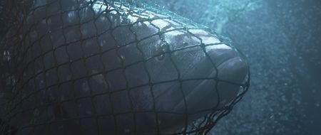 Totoaba in a net. (photo credit: National Geographic)