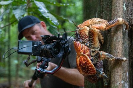 Director of Photography Benjamin Cunningham gets in close to track a Robber crab climbing a tree. (National Geographic for Disney/Braydon Moloney)