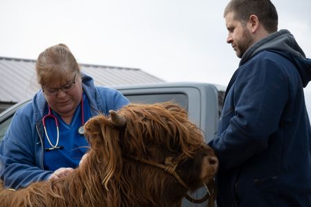 Dr. Brenda gives Troy step-by-step tutorials on care for their new Scottish Highlander cows. (National Geographic/Bobby Falcon-Hart)