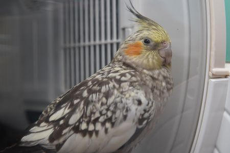 Twenty-four hours after her risky eggbinding surgery, Rae the cockatiel is bright and alert. (National Geographic for Disney/Felix Rojas)