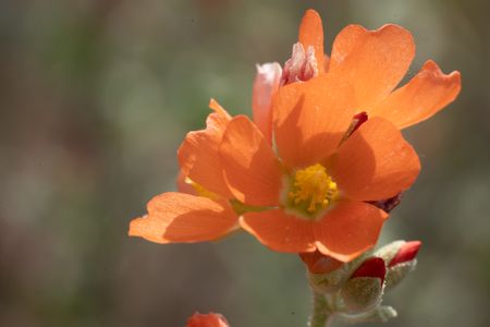 Vibrant orange globemallow flowers blossom in springtime in Zion National Park.  (National Geographic/Jeff Reed)