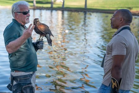Christian Cooper meets with expert falconer, Ken Miknuk, and his trusty sidekick, Bond, a trained Harris’ Hawk at a park in Palm Springs, CA. Ken is hired by the municipality to fly Bond to safely disperse the black-crowned night heron population from the trees. (National Geographic/Jon Kroll)