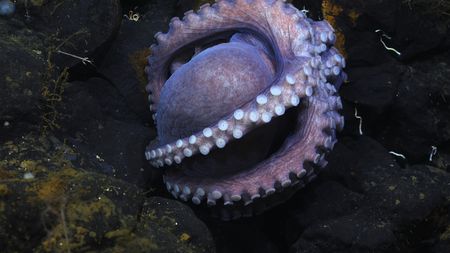 A Dorado Octopus upside down. (mandatory photo credit: Schmidt Ocean Institute)