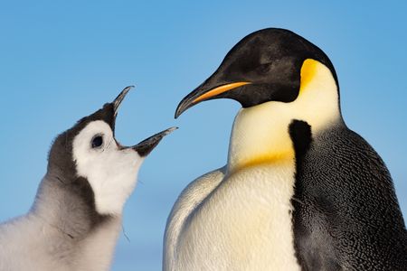 A Emperor chick begs and squaks at its parent to be fed.  (credit: National Geographic/Bertie Gregory)