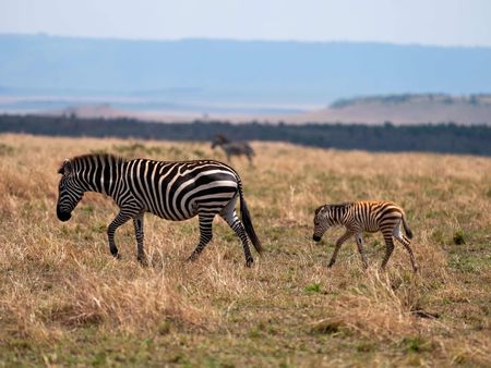 A plains zebra and foal move across the plains of Maasai Mara, Kenya. (National Geographic for Disney/David Chancellor)