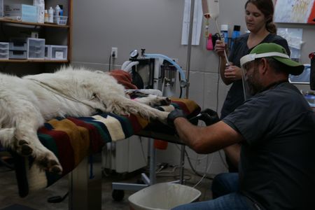 Vet tech Laurel Driver assists Dr. Ben Schroeder as he re-sets Pearl the dog's paw during surgery. (National Geographic)