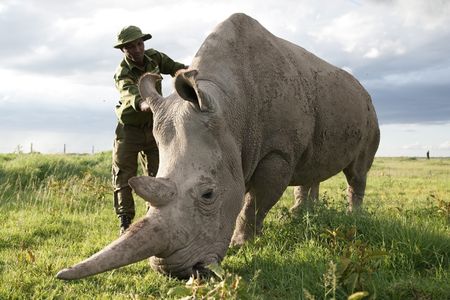 Head care giver Zacharia pets a Rhino. (Big Wave Productions)