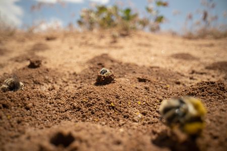 Several bees busily attend their individual ground nests. The bees will line the chimney nests with pollen and nectar and eventually lay their eggs inside.  (National Geographic/Jeff Reed)