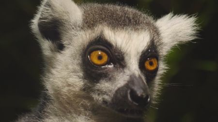 Close Up of a Lemur face looking around. (Getty Images)