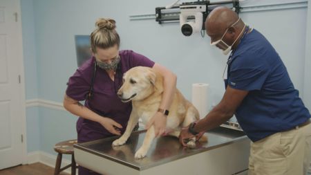 Vet tech Jordan comforts Duchess, the Yellow Lab, while Dr. Ferguson gives an exam. (National Geographic for Disney)