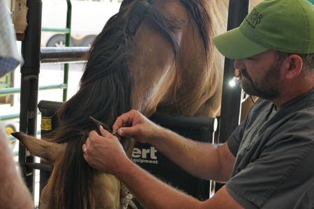 Dr. Ben Schroeder uses tweezers to remove ticks from Cash the horse's ears. (National Geographic)