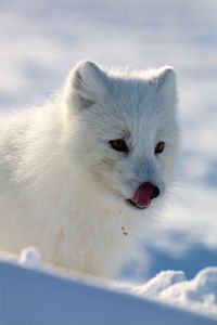An Arctic fox licks its lips. (National Geographic for Disney/Dani Godwin)