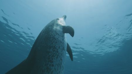 Spotted dolphin vertical in water. (BBC Motion Gallery - BBC Natural History/BBC Motion Gallery)