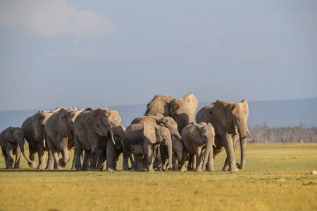 A herd of African elephants walks across the plains of Africa as the sun sets. (National Geographic for Disney/Oscar Dewhurst)