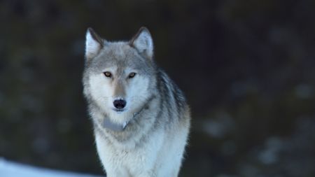 A wolf standing in the road.(National Geographic)