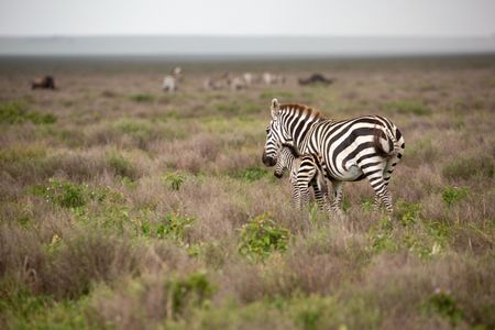A new born plains zebra foal is guided across the plains of the Serengeti by her mother. (National Geographic for Disney/Sally Thomson)