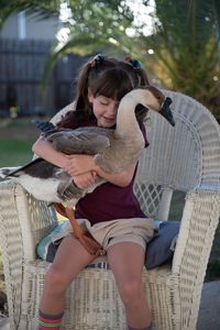 A goose being hugged by a child. (Big Wave Productions)