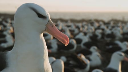 A side profile of a black browed albatross with a colony in the background in the Falkland Islands. (BBC Motion Gallery - BBC Natural History/BBC Motion Gallery)