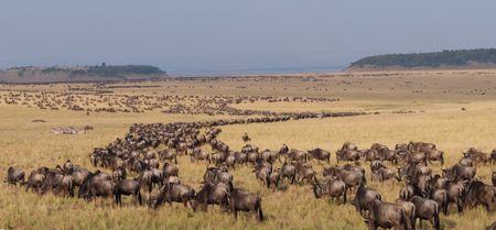 A panoramic view of wildebeest and zebra gathered in the plains of Maasai Mara, Kenya. (National Geographic for Disney/David Chancellor)