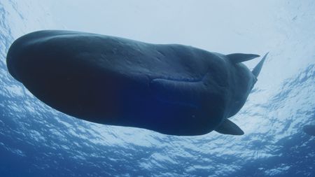 An inquisitive sperm whale comes to check out the team. (National Geographic)