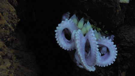 Dorado Octopus mother shielding eggs.  (mandatory photo credit: Schmidt Ocean Institute)