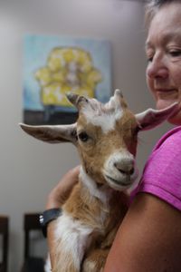 Owner LaVonne Lorenzen holds Charlie the pygmy goat close after an injury broke his horn. (National Geographic)