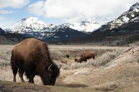 Bison grazing in a valley in front of snow capped mountains. (National Geographic/Thomas Winston)