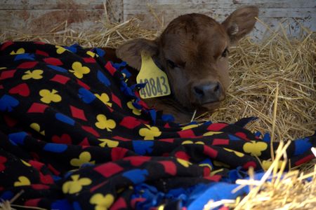 This little calf arrives at the clinic all tucked into his bed of hay with a blanket. (National Geographic/Grace Sabwira)