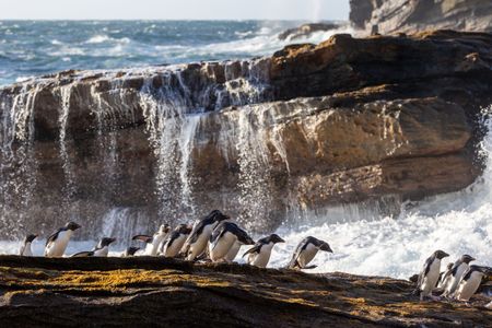 A group of Southern rockhopper penguins arrive back on land after being at sea. (National Geographic for Disney/Gerogina Strange)