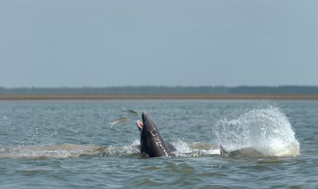 Bottlenose dolphins hunt for mullet during their annual migration through the coastal waters of Everglades National Park. (credit: National Geographic/Jeff Reed)