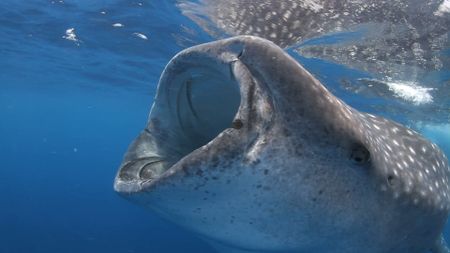 Close up of a Whale Shark (Rhincodon typus) eating fish spawn off the coast of Mexico. (National Geographic)