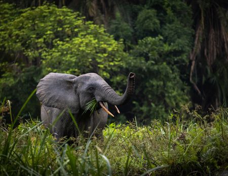 Forest elephants are classified as critically endangered, and were heavily poached for their ivory.  (National Geographic for Disney/Fleur Bone)