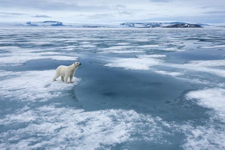 A Polar Bear (Ursus maritimus) standing alert on fjord ice at Sabinebukta Bay at Irminger Point on a summer morning. (Paul Souders/WorldFoto/Getty Images)