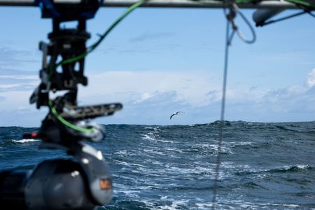 A wandering albatross soars over the ocean behind the GSS. (National Geographic for Disney/Imogen Prince)