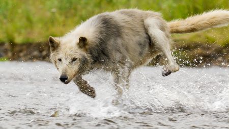 A grey wolf chasing salmon in a shallow river. (credit: National Geographic/John Shier)