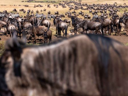 A herd of wildebeest gather in the plains of Maasai Mara, Kenya. (National Geographic for Disney/David Chancellor)