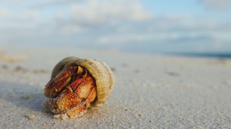 A wide persepctive shot of an orange coloured hermit crab emerging from its shell on a beach in the Seychelles. (Getty Images)