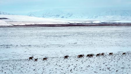 A herd of caribou migrate through the tundra near Sue Aikens' Kavik River Camp. (BBC Studios/Michael Cheeseman)