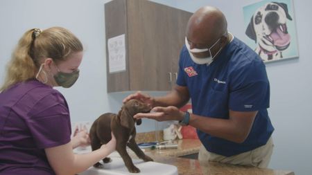 Dr. Ferguson gives a puppy a check-up. (National Geographic for Disney)