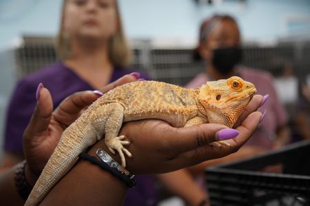 Marcel, the bearded dragon, hasn't eaten since arriving at her new foster home. Luckily her foster mom is Michaela, the Critter Fixer receptionist, who brings her in to get checked out. (National Geographic for Disney/Felix Rojas)