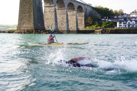 For the mako challenge, Ross Edgley heads to the Menai Straits where currents can reach over 5.5 MPH.  Mimicking oceanic sharks which often ride ocean currents, how fast can he go? (National Geographic/Nathalie Miles)