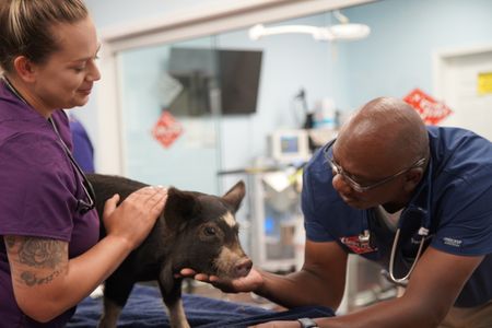 Dr. Ferguson has a quick chat with Smoke, the pig. (National Geographic for Disney/Sean Grevencamp)