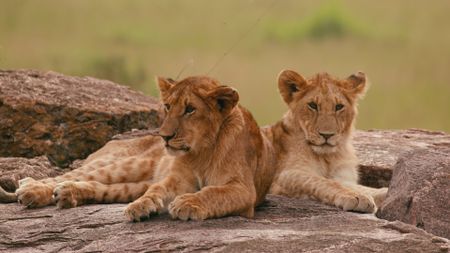 Lion cubs laying on rock. (Getty Images)