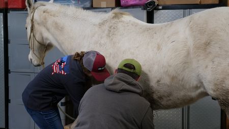 Abbie Walbuam helps Dr. Ben Schroeder hold up Big Jake the horse's left leg. (National Geographic)